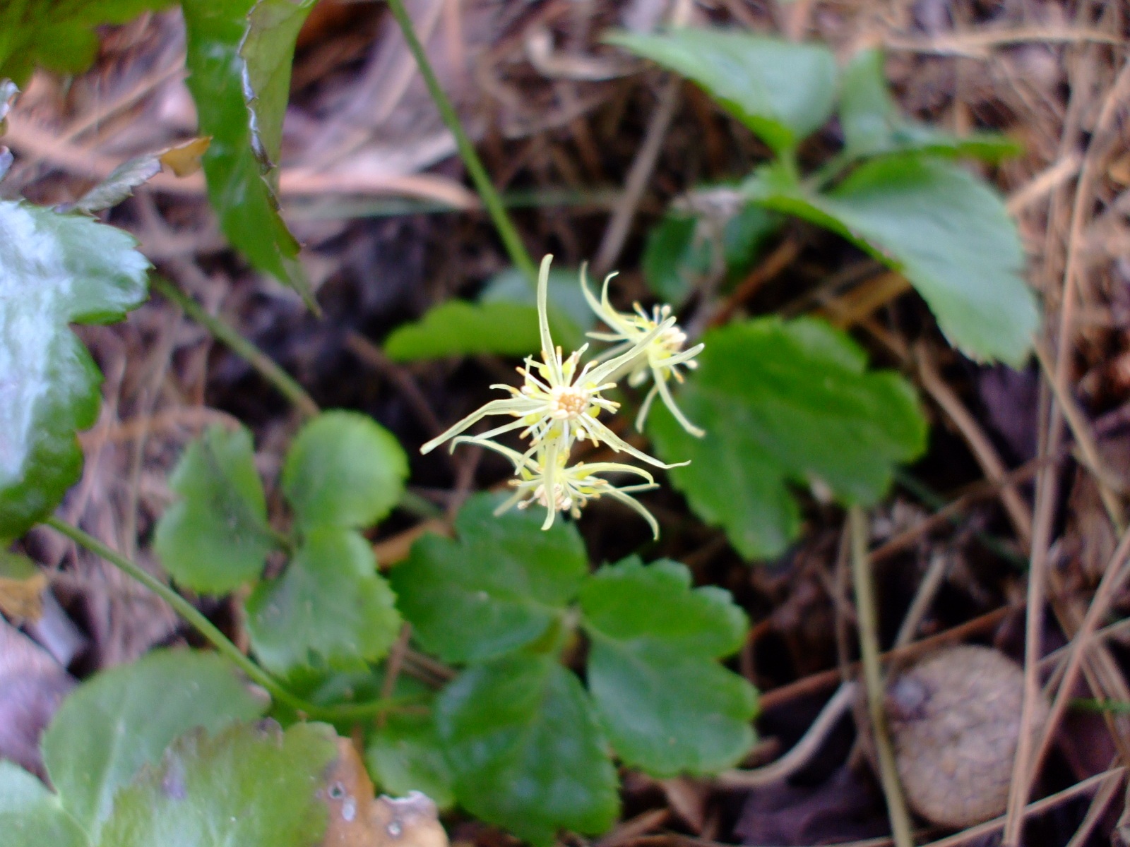 Coptis occidentalis